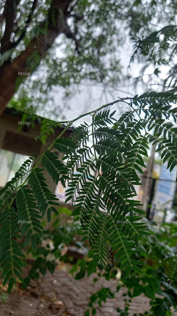 Nature's beauty at its best! This lush green tree is a sight for sore eyes. The abundance of leaves is a testament to its vitality.