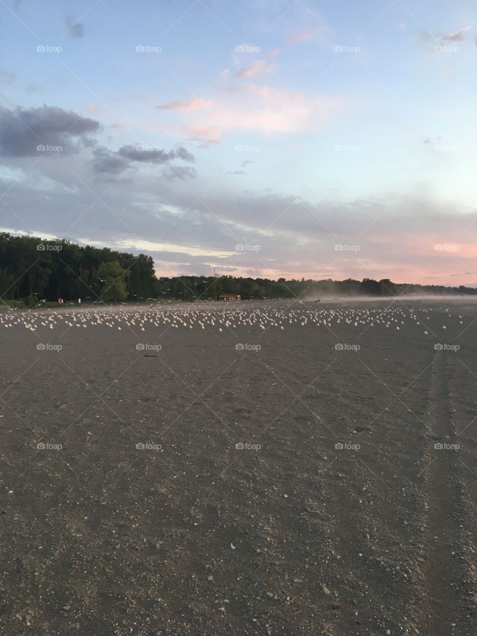 Resting seagulls 