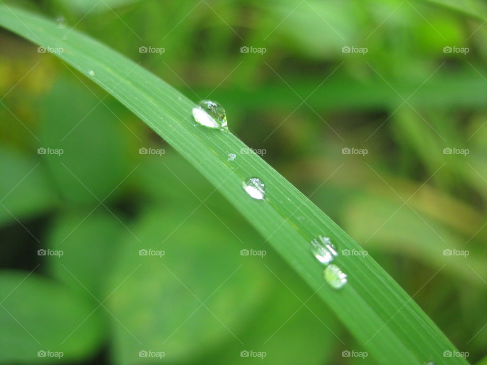 Dew drops