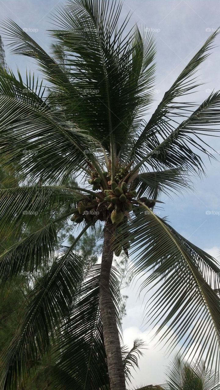 palm tree