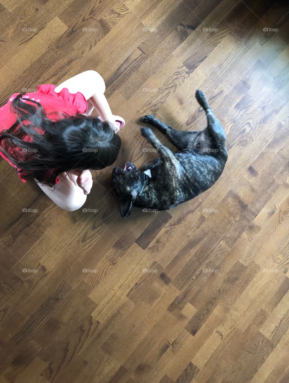 Girl playing with a dog 