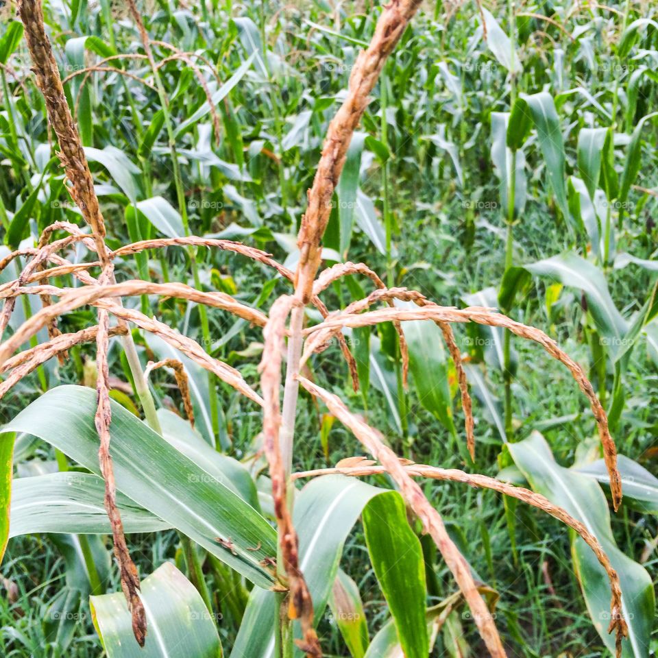 Corn stalks 