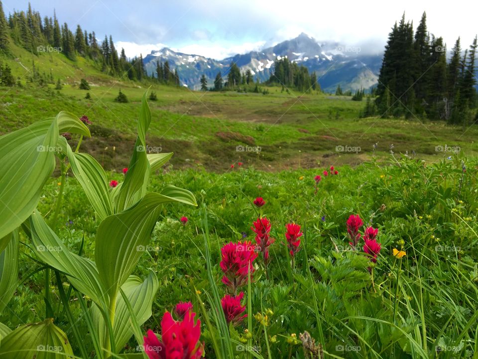  Wildflowers