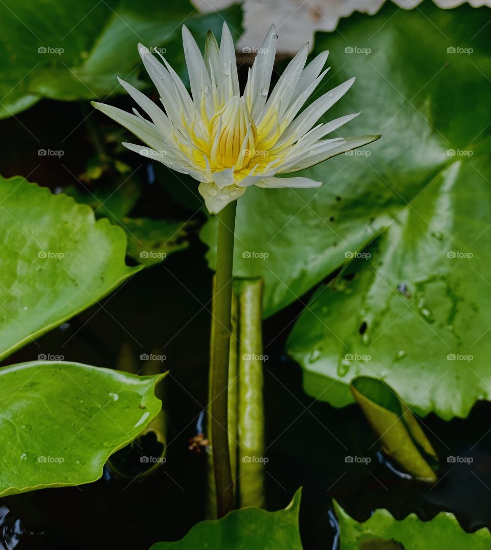White lotus 