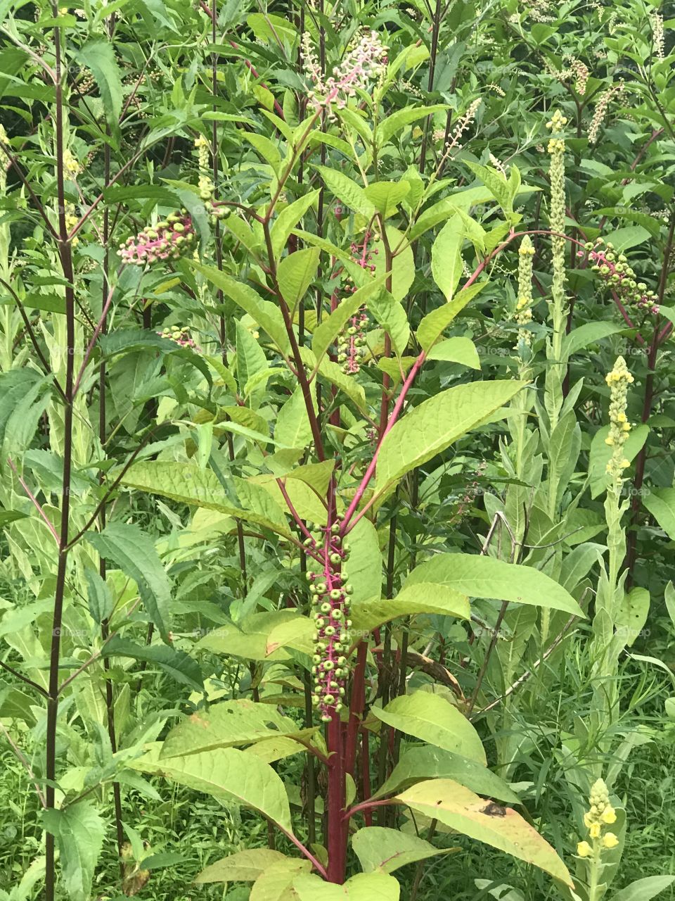 Pokeweed growing wild with other weeds in Indiana 