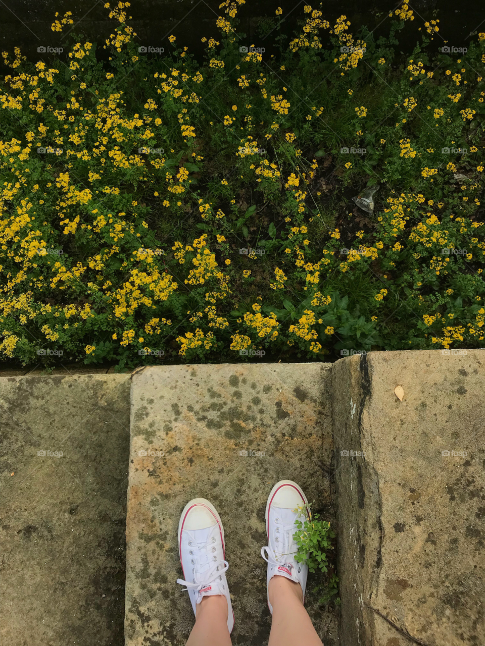 Person in white sneakers overlooks a field of yellow wildflowers.