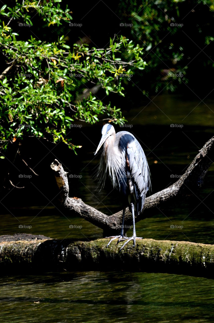 Great Blue Heron on a log