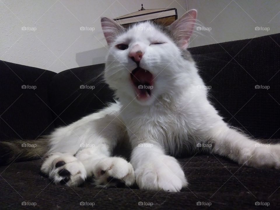 A white cat named Cloud yawning and winking at the camera
