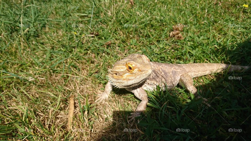 Bearded dragon