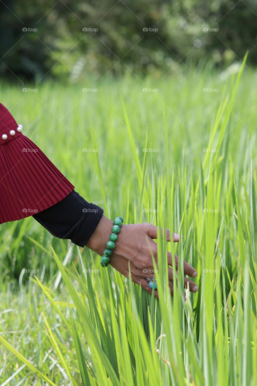 ricefield