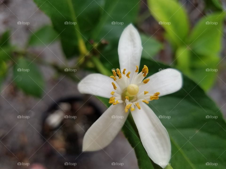Extreme close-up of white flower