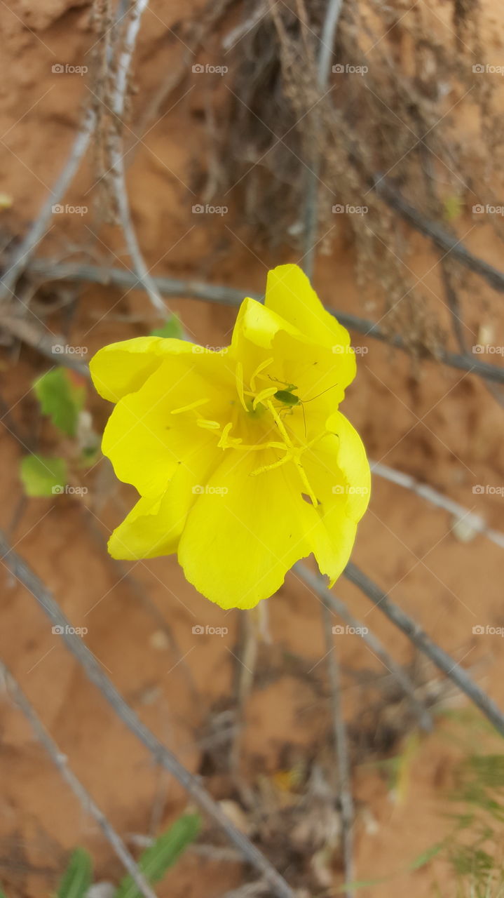 desert buttercup