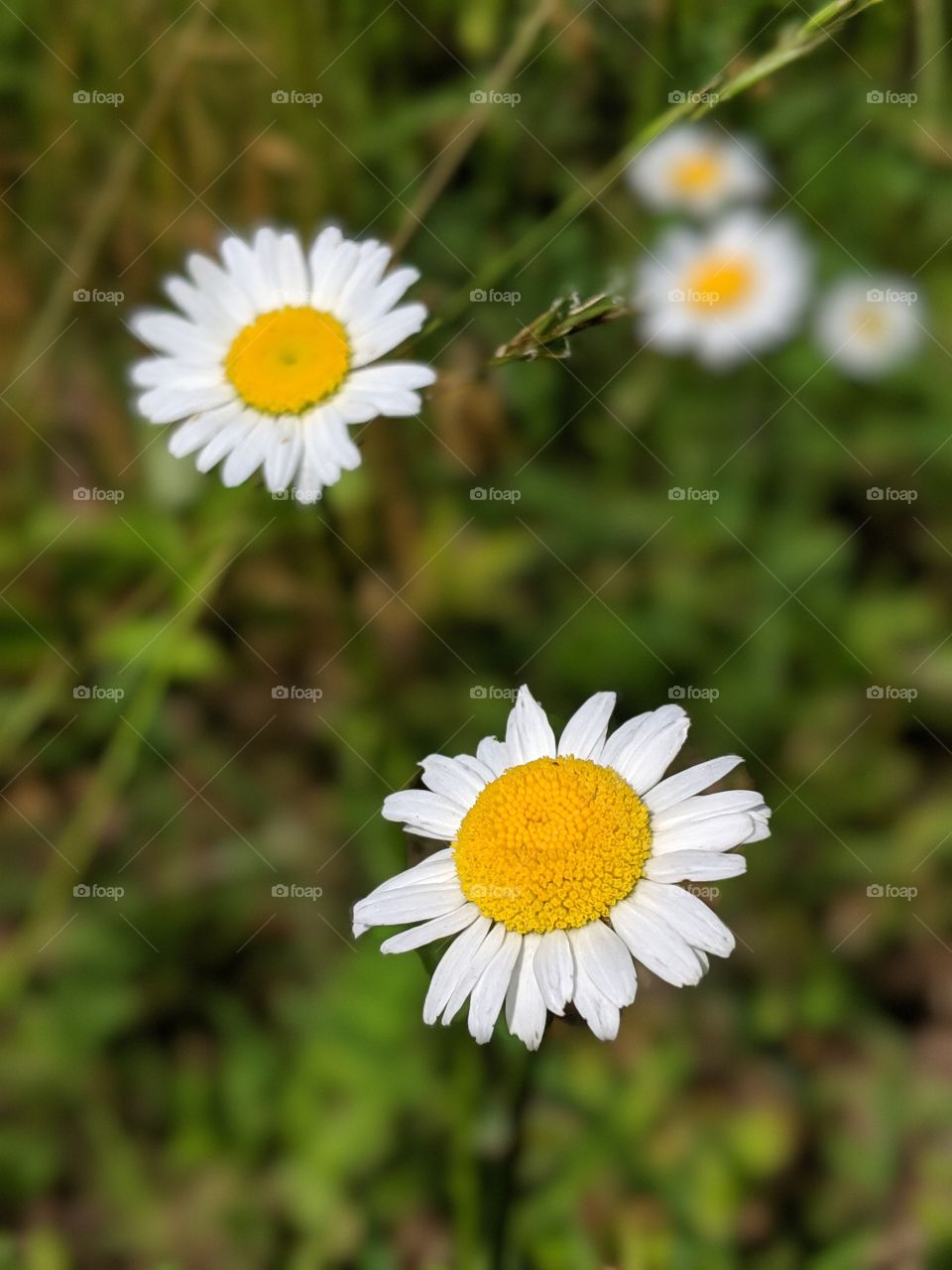 Some beautiful little wildflowers growing next to the lake