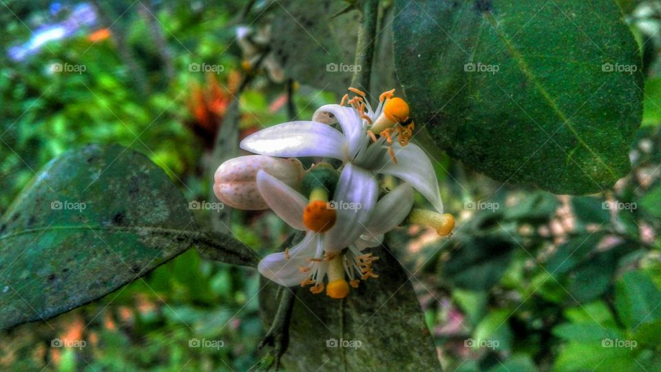 lemon flowers