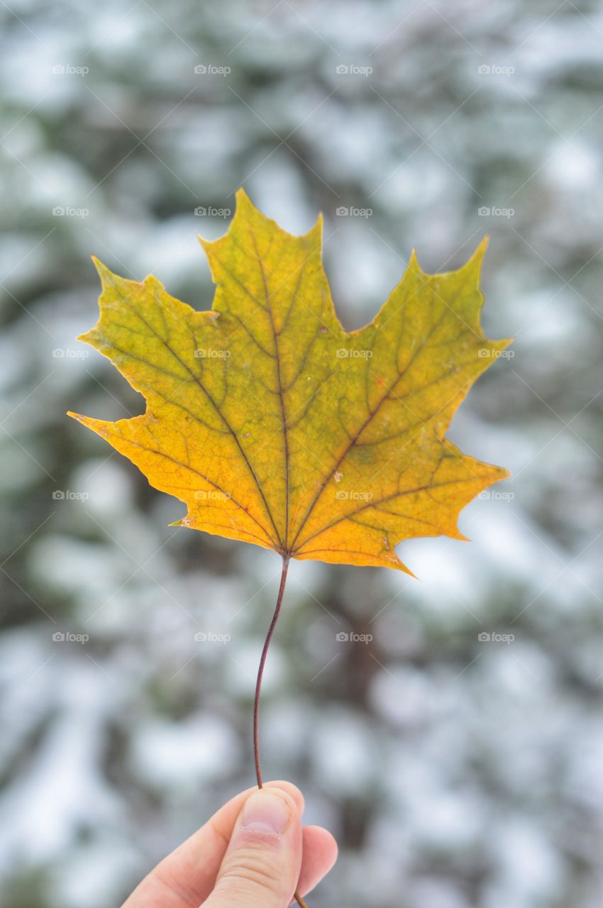 Maple leave at winter