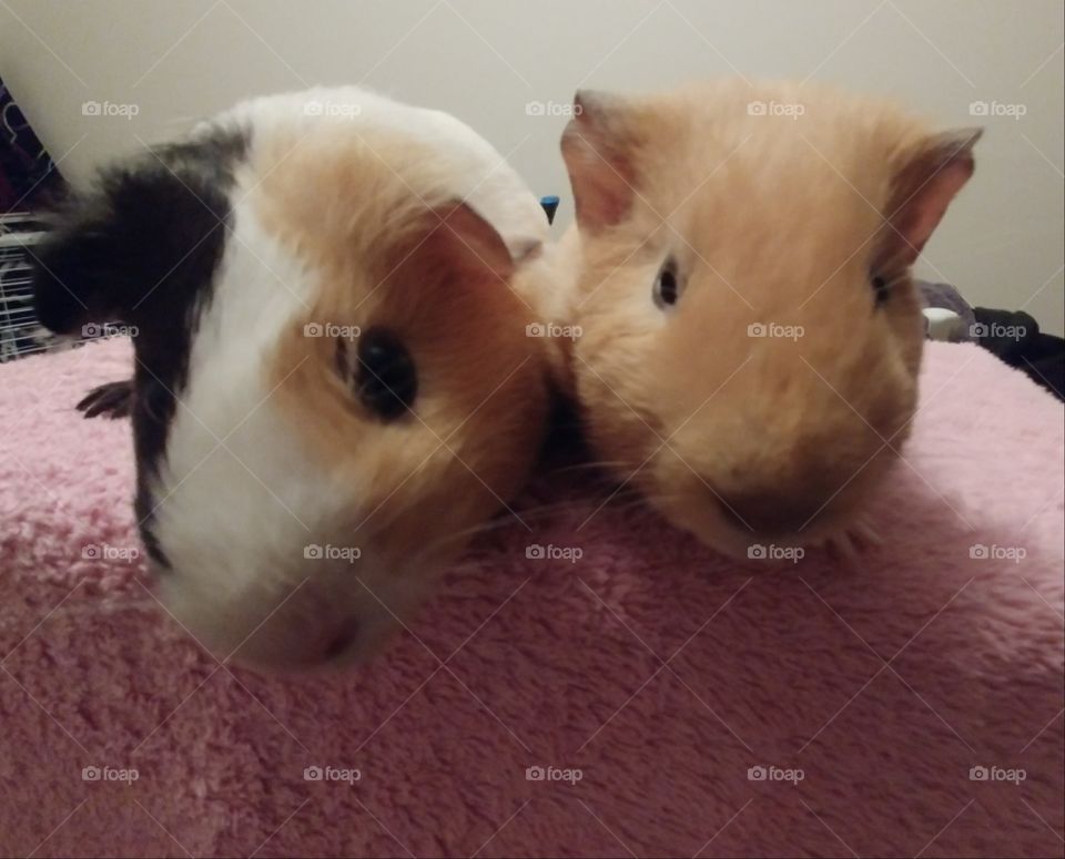 Guinea pigs named chip and bananas