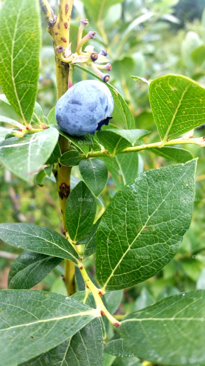 Got The Blues. These gems were at my favorite place in Boring, Oregon when I was picking last week.