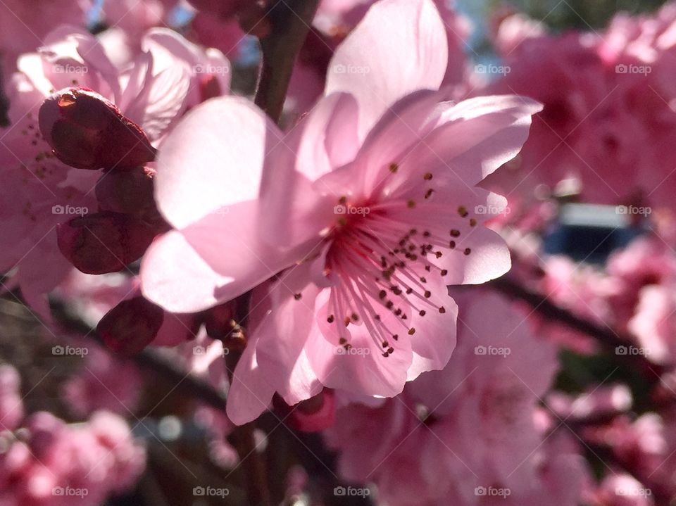 Beautiful spring blooming 