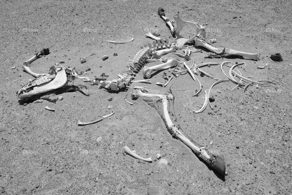 The desert got the better of him . Dead animal bones preserved in the Atacama desert, Chile 