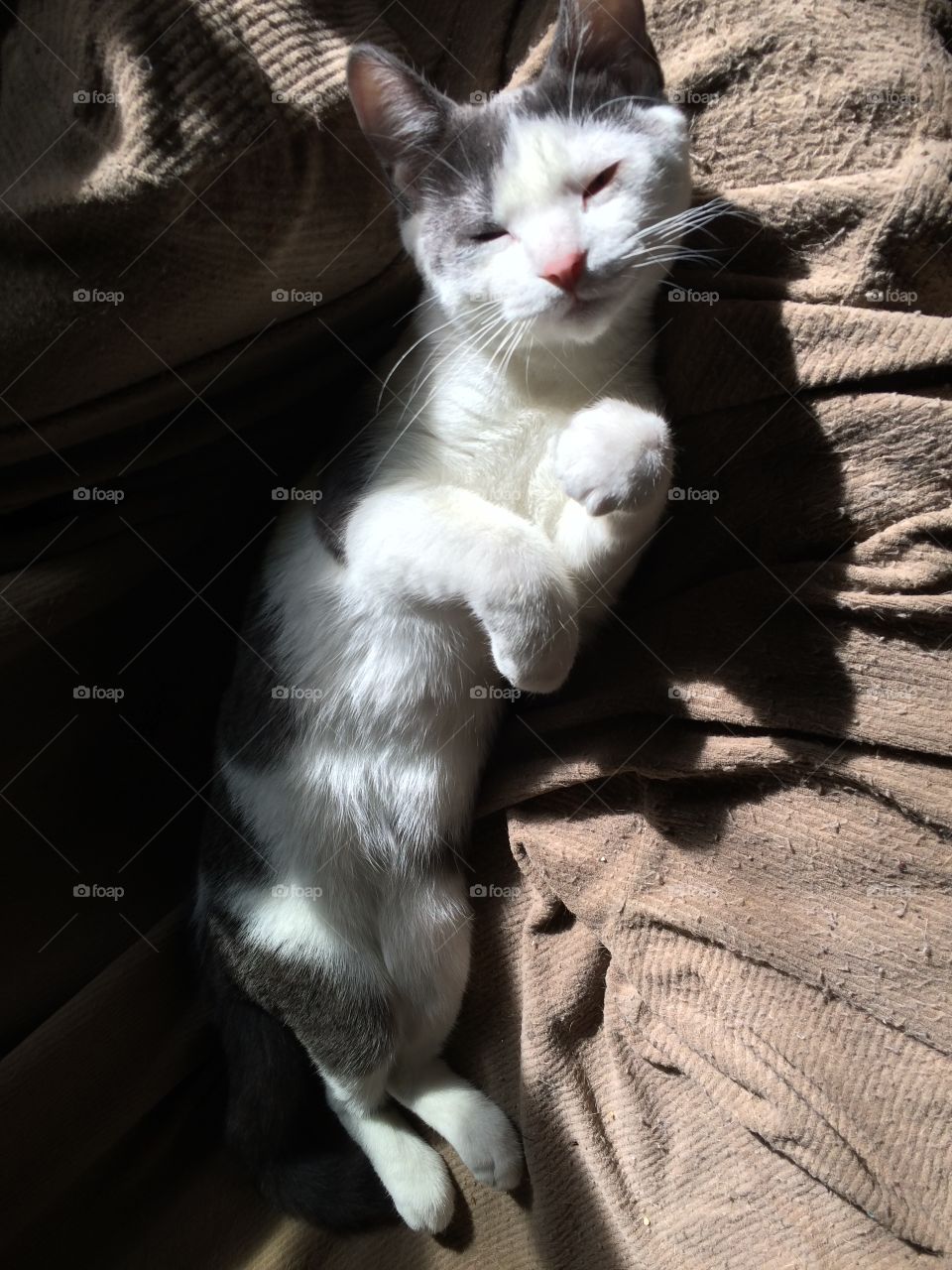 Kitten sunning
