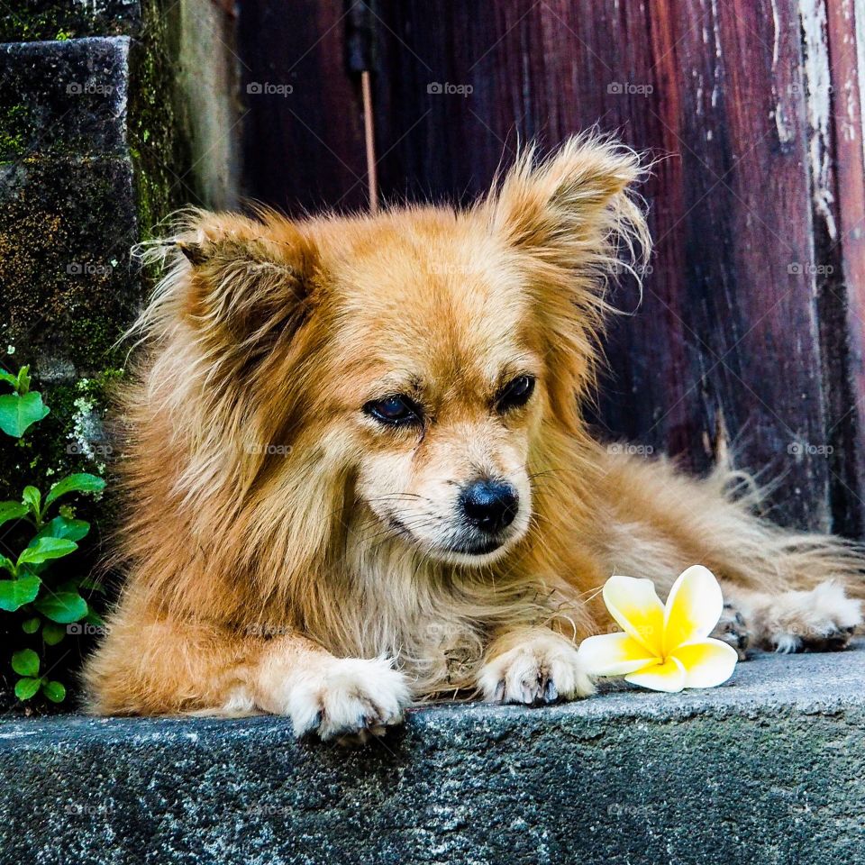 Old dog with flower 