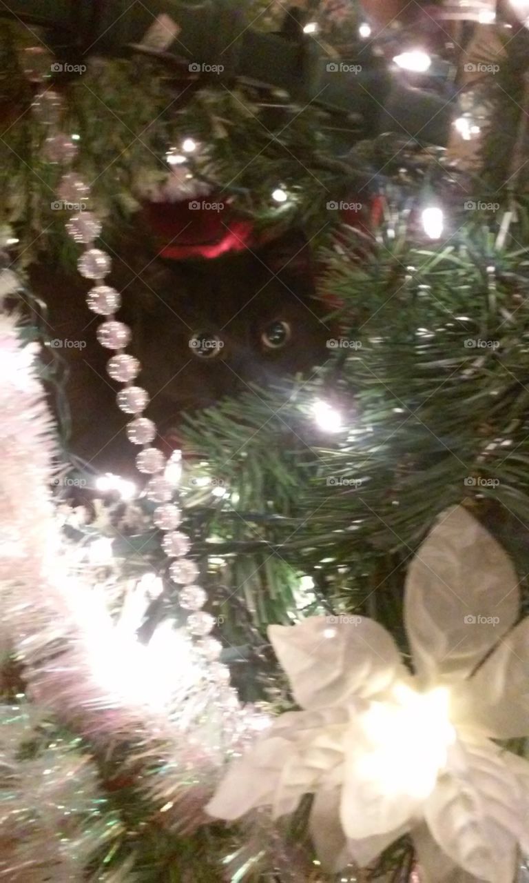 Cat admiring Christmas lights
