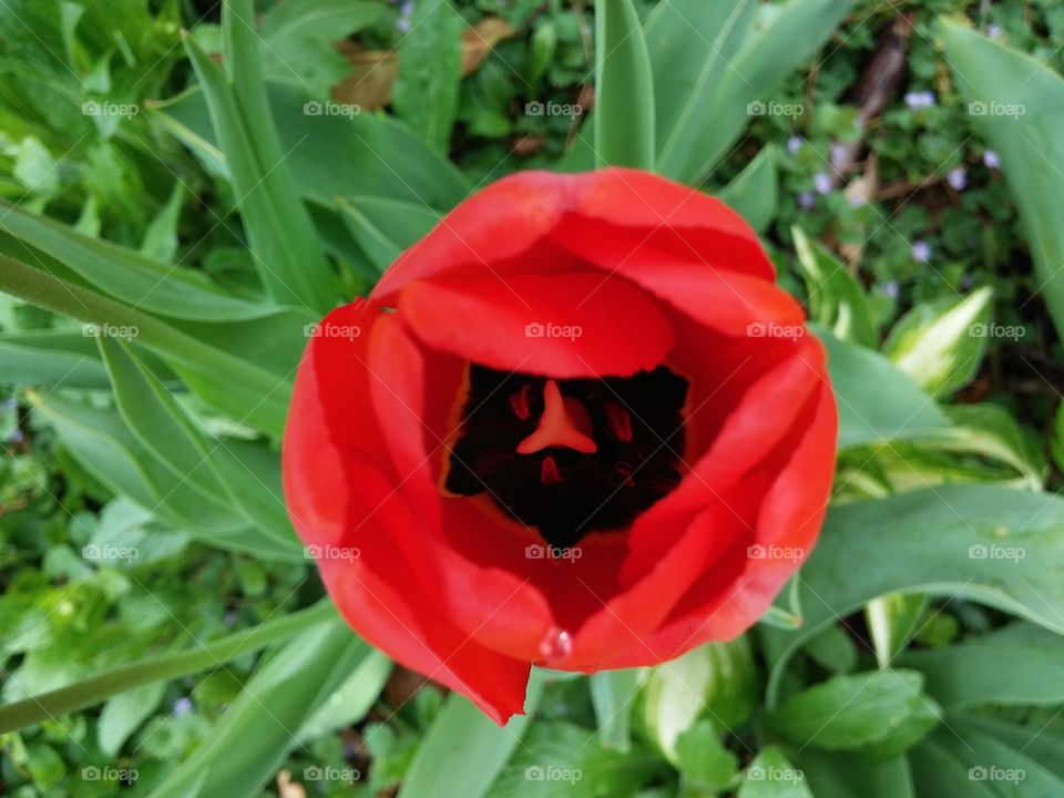 red flower