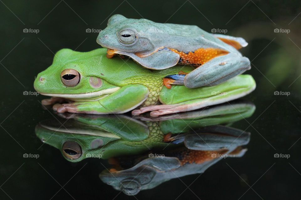 Two Frog with Reflection
