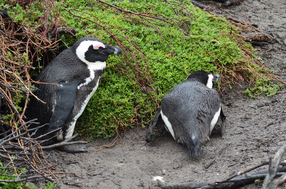 African penguins in South Africa