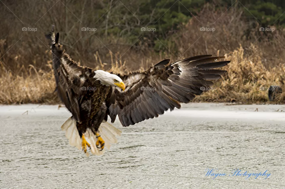 eagle