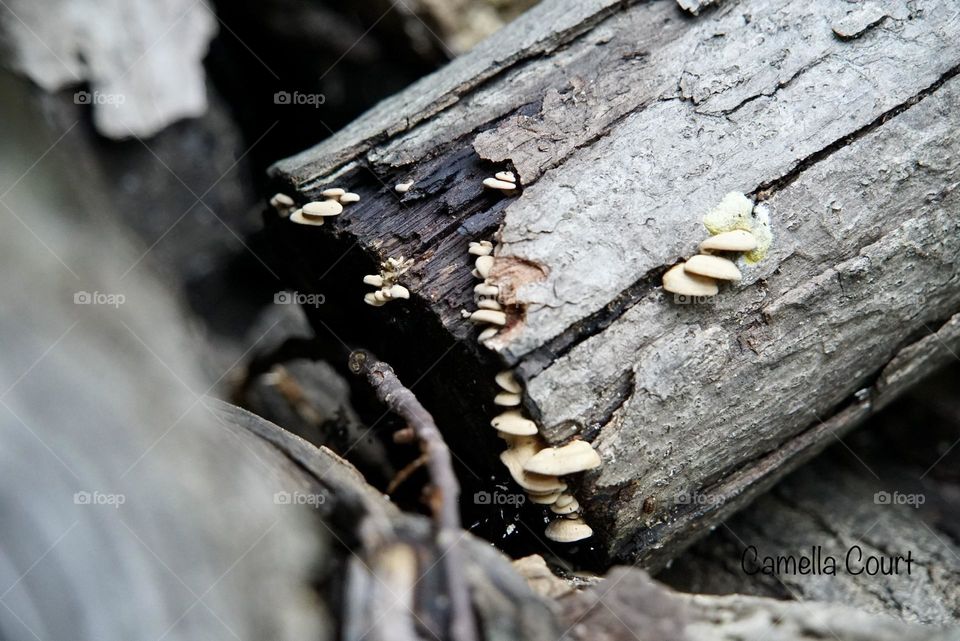 Cluster of mushrooms on a log