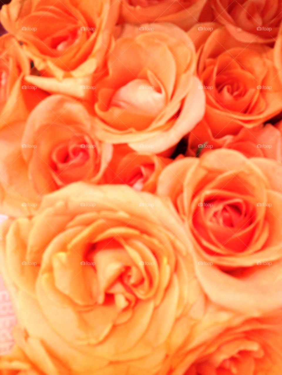 Peach Roses