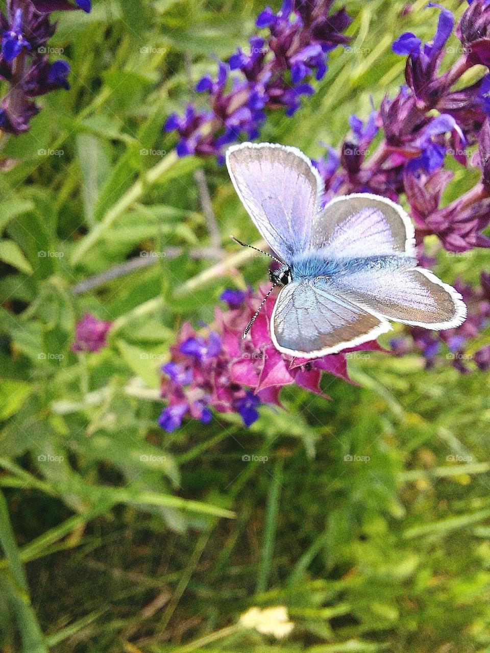 Incredible 🦋❤️