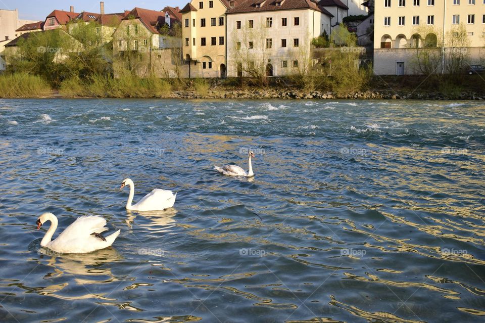 White swans swimming in the water on the river in an old Austrian town Steyr