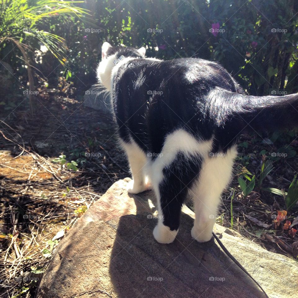 Walking In A Kitty Wonderland. Behind view of my cute and curious cat as we are outside for our morning walk.