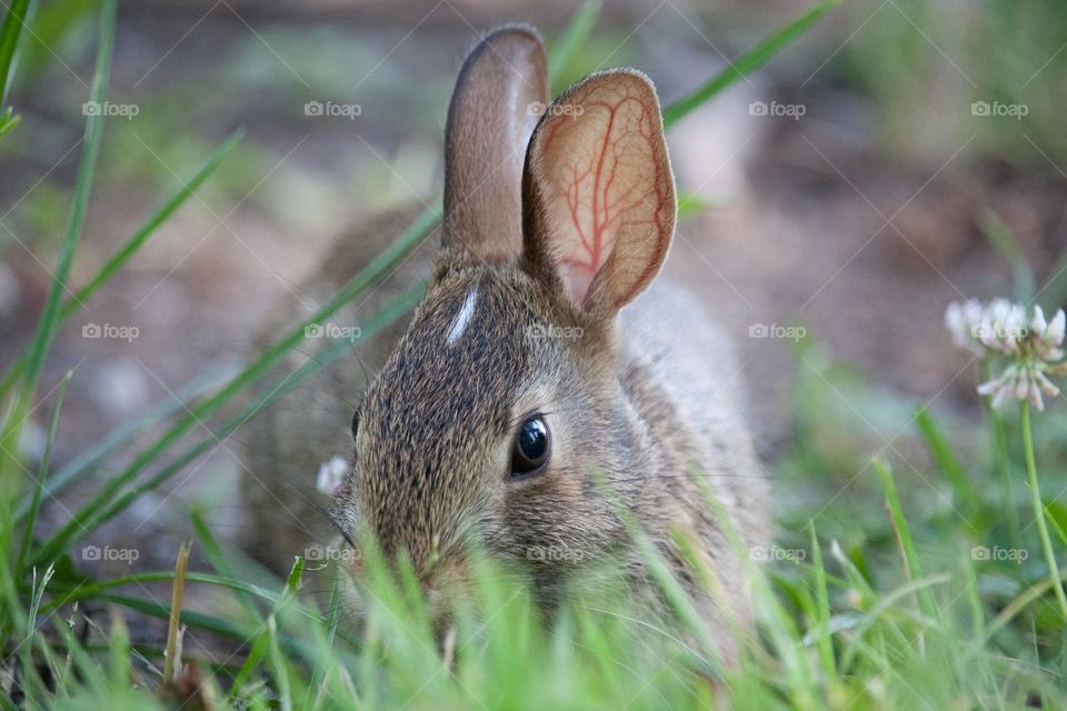 Bunny in a grass