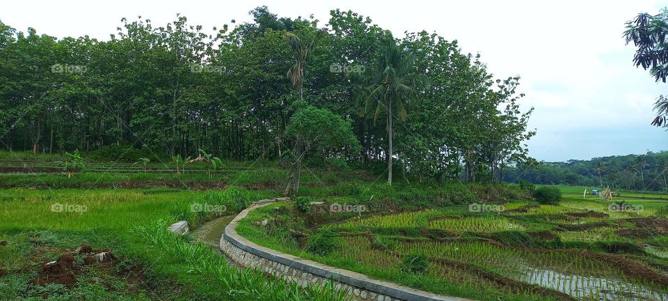 Afternoon in the rice fields with fresh air