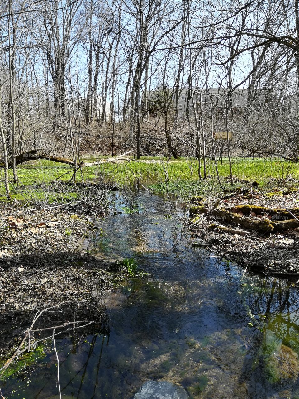 a frog pond on a Pennsylvania hiking trail in Spring