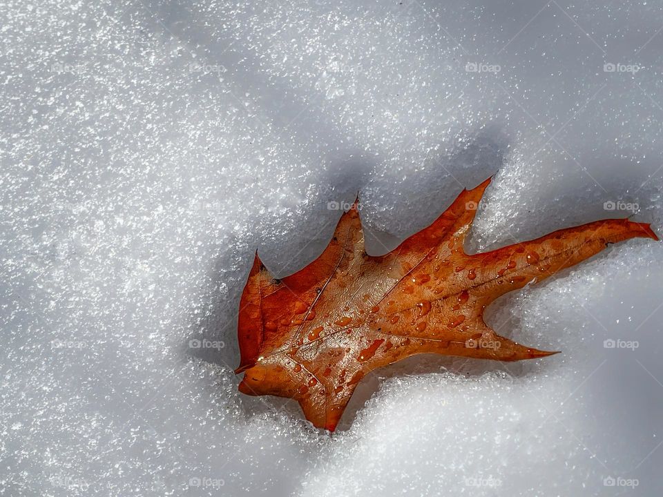 Autumn leaf on melting snow