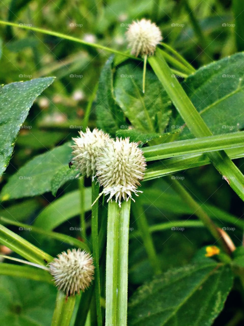 seed