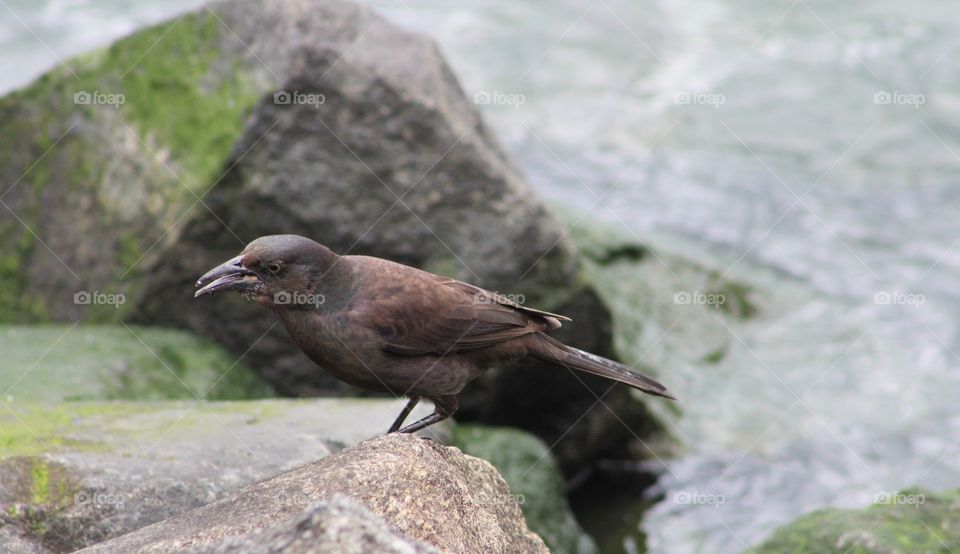 Common grackle (female) standing on rocks at river’s edge 