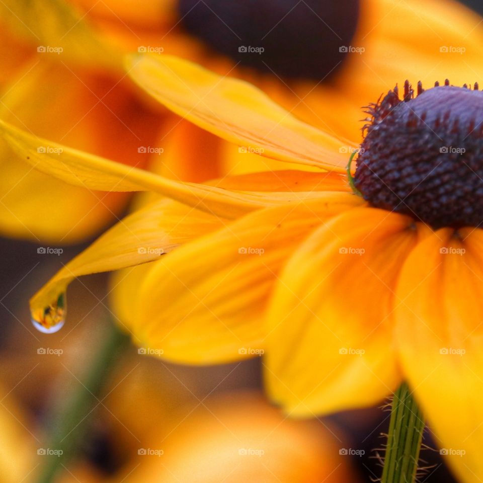 raindrop on flower