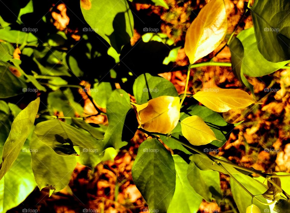 tree leafs so beautiful