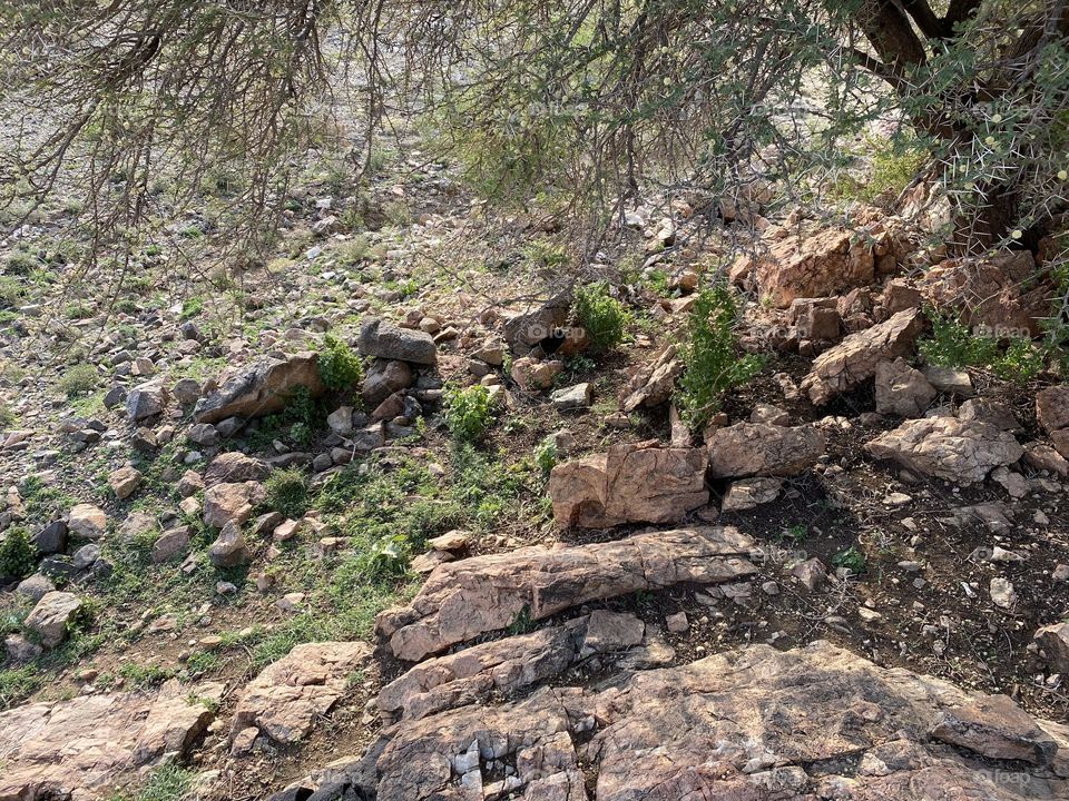 Taif mountains ⛰ rocks ,desert , amazing herbal 