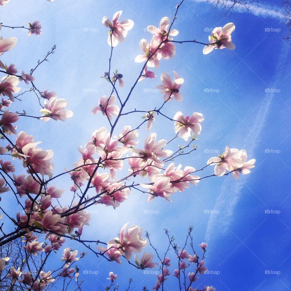 Blowing magnolias