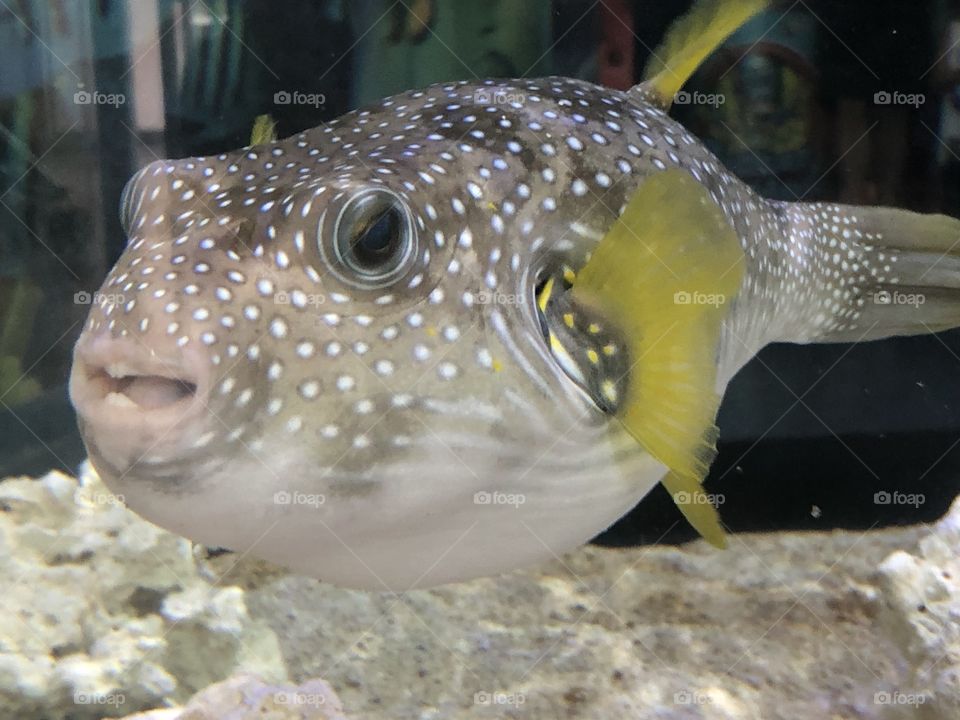 Underwater, Fish, Wildlife, Nature, Sea