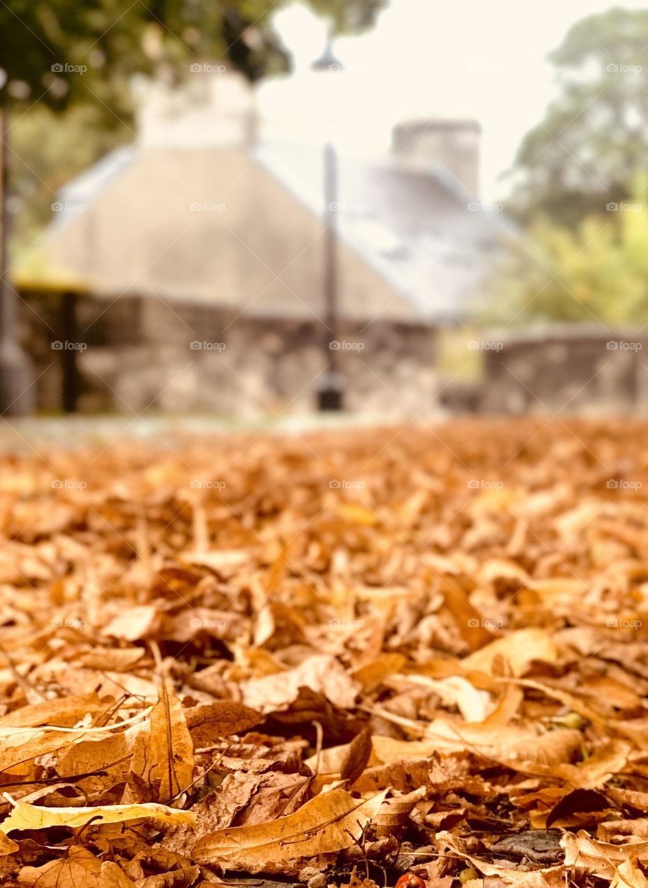 Fallen red autumn leaves