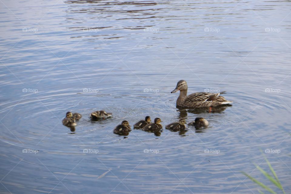 утка с утятами