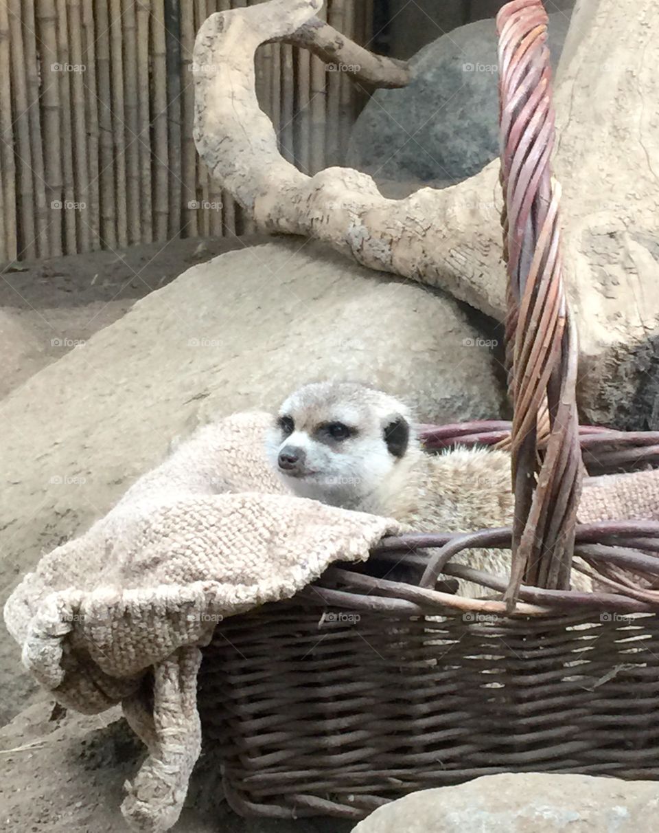 Baby meerkat . Newly born at San Diego zoo