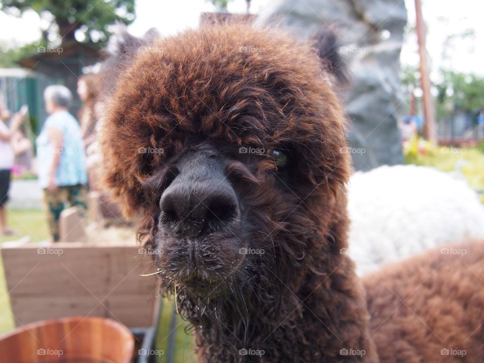 Alpaca